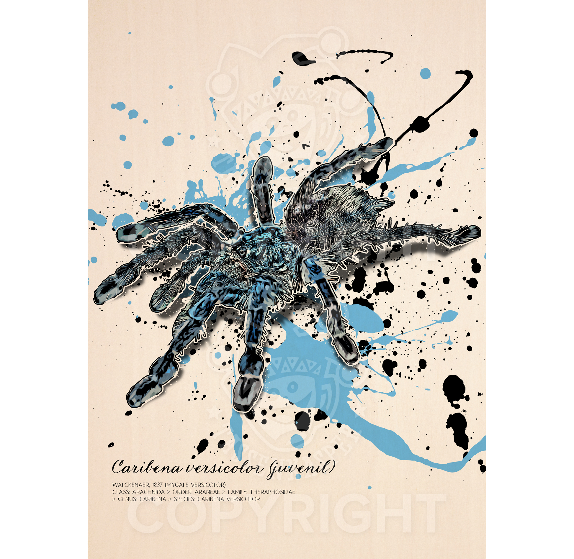 limitiertes Wandbild Caribena versicolor - juvenil (auf Holz gedruckt)