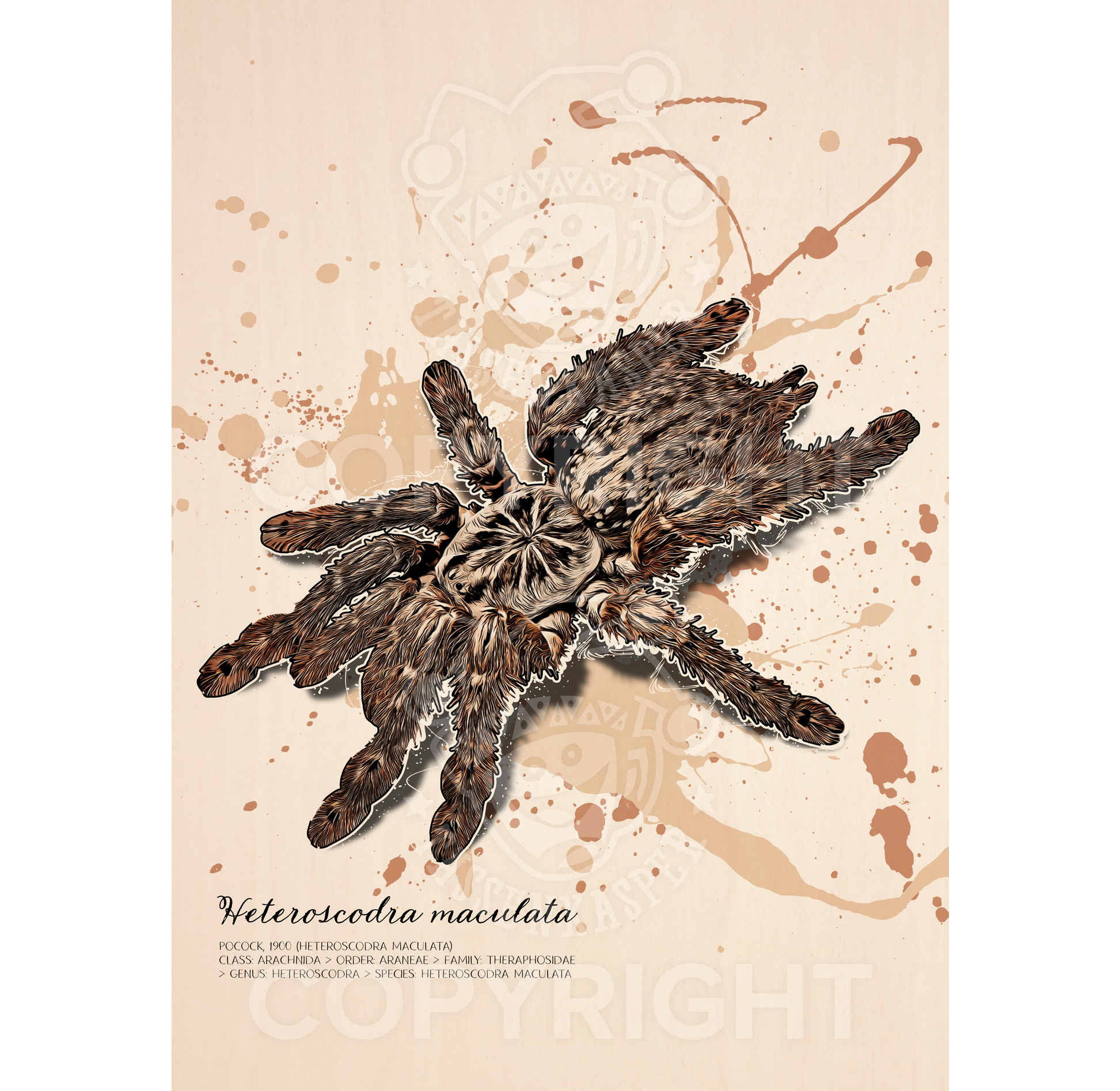 Wandbild Heteroscodra maculata (auf Holz gedruckt)